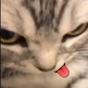 elegantpeachdreamerpatrol avatar