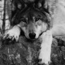 elenilp7-blog1 avatar