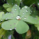 elephantpaint avatar