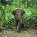 elephantsalldayevrday-blog avatar