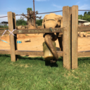 elephantsandscouts avatar