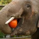 elephantseatingpumpkins avatar