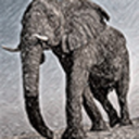 elephantskinny avatar