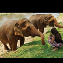 elephantspice avatar