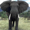 elephantwildlife avatar