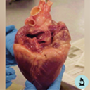 eleutheria-aletheia avatar