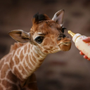 elevatordancing avatar