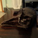 elevenbluebowties avatar