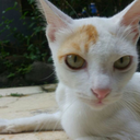 elfredaia-blog avatar