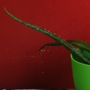 eliar-langucci avatar