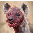 elijahlittlefield avatar