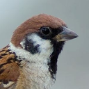 elincreiblegurriato avatar