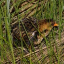 elisethewritingblog avatar