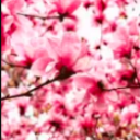 eliteocroleplay avatar