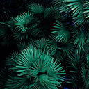 elixir-de-beimeni avatar