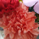 elixir-of-dreams avatar