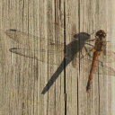 elizabethcosh avatar