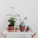 elizabethstudies-blog avatar