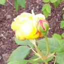 elizabethtemi avatar