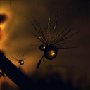 elizebethhora avatar