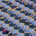 ellen-diesel-fish avatar