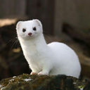 ellenhermelin avatar