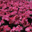 ellesliterarycorner avatar