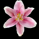 ellieswrldsblog avatar