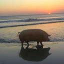 elliningritonu avatar