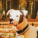 elliottheamericanbulldog avatar