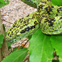 ellipsiswears avatar