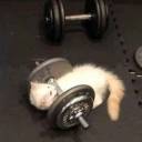 ellis-elpetal avatar