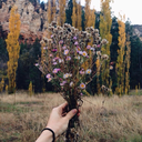 ellis-ofwonderland avatar