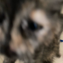 ellisbellisiana avatar