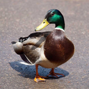 ellusivemallard avatar