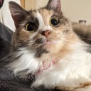 eloisedarling avatar