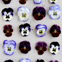 eludedinfinity avatar