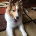 elunethesheltie avatar