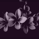 elusive-reverie avatar