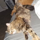 elusivefalsehoods avatar