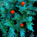 elven-apothecary avatar