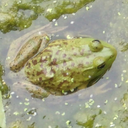 elvenarcheronadragon-blog avatar