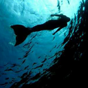 elvenareyouafraidofthedark avatar