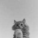 elveszett--erzelmek avatar