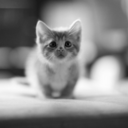 emaciated-lungs avatar