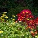 embarzaldrizoti avatar