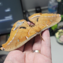 embercantremember avatar