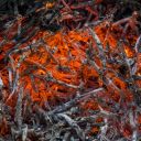 embers-2-ashes avatar