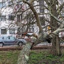 emberthedragon8 avatar