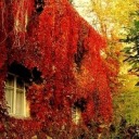 embracingthemadness avatar